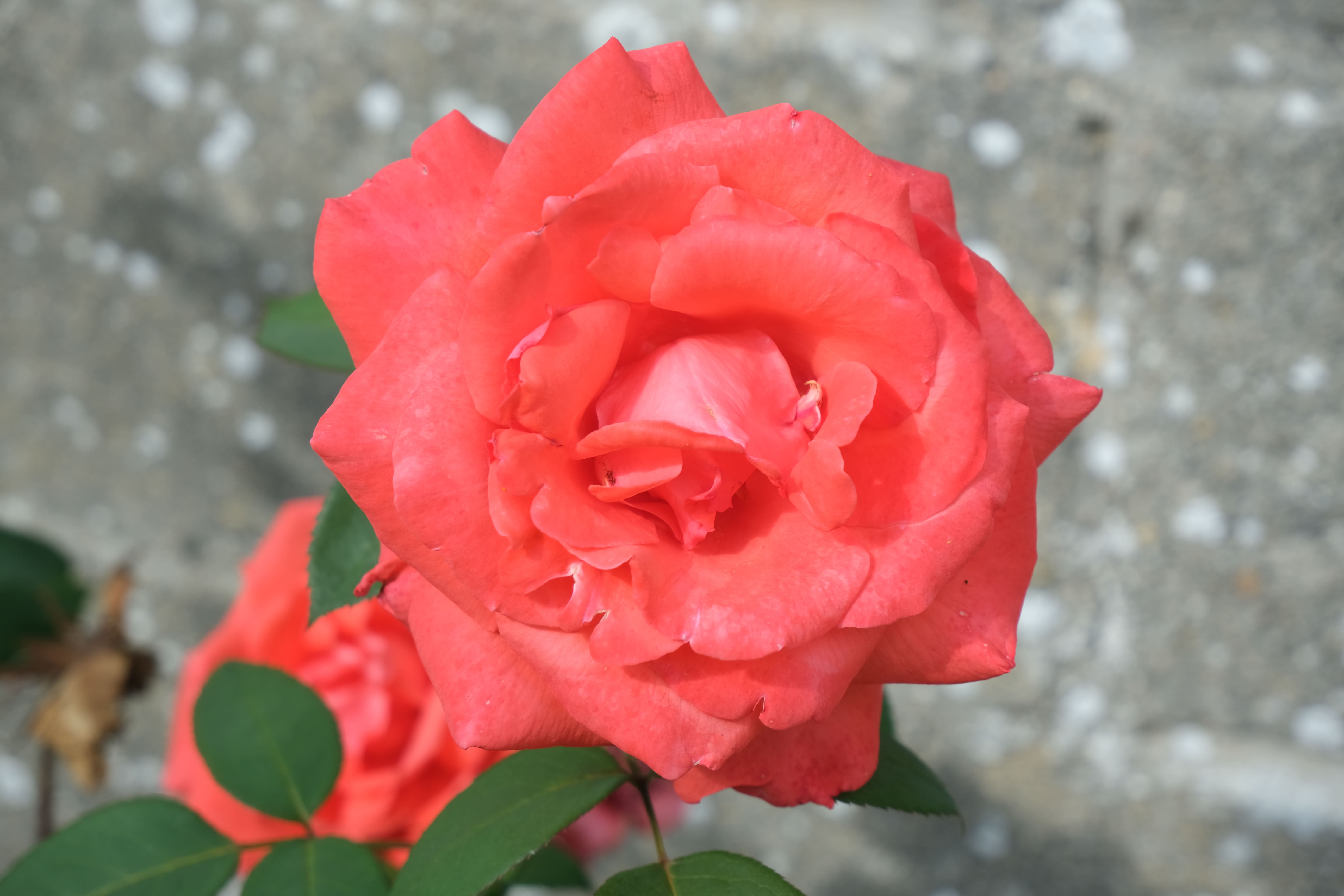 Photographie