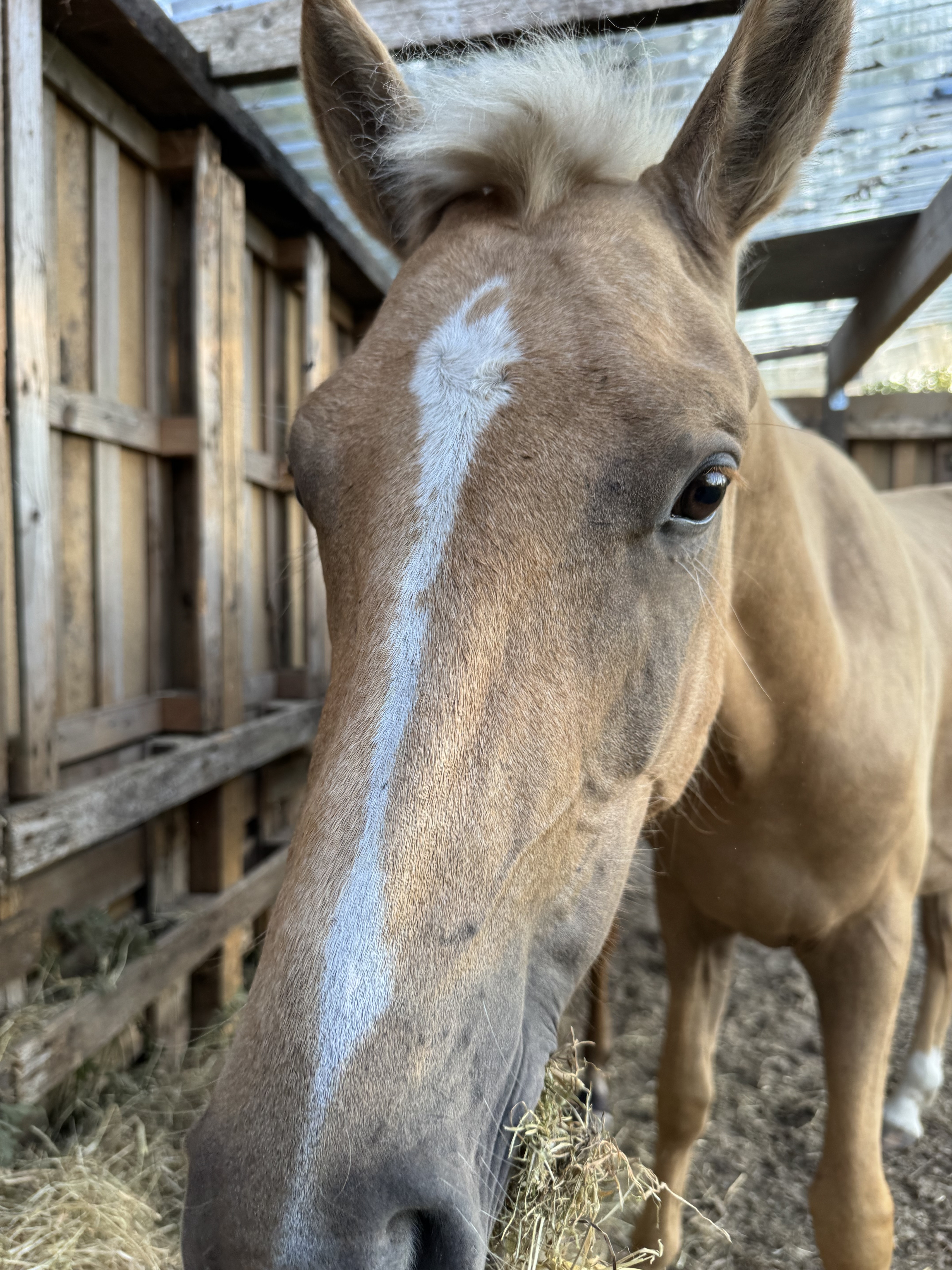 Photo de Nestea, cheval palomino de Mélanie